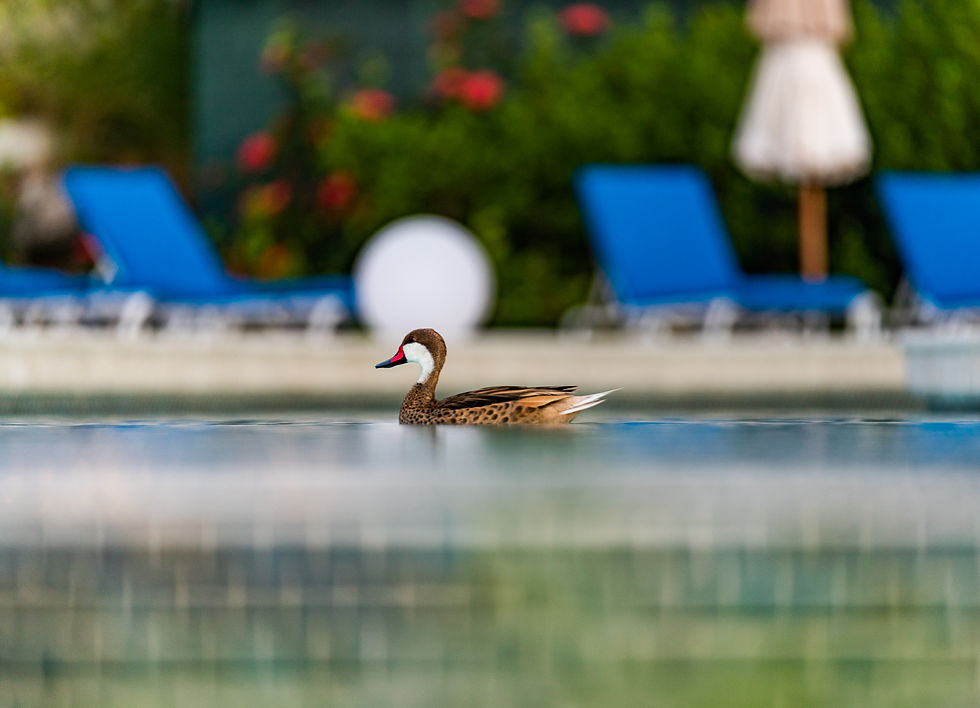 Duck in pool 3
