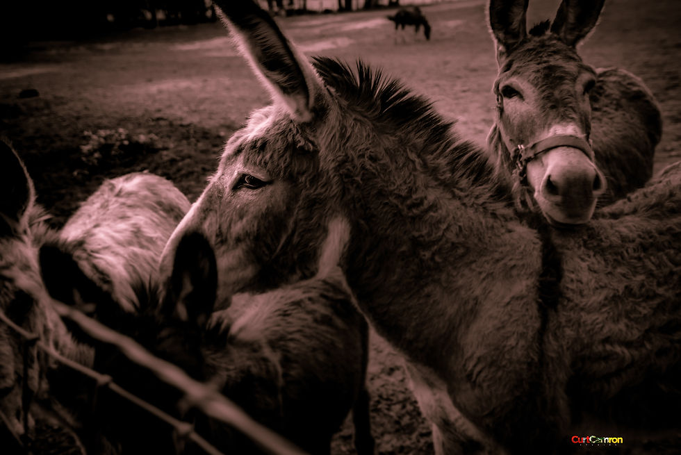 Resting Donkey