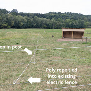 Rotational grazing made easy, cool beans, and new farm critters