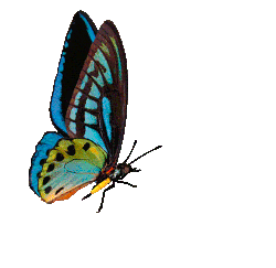 250px-Butterfly_o_Mariposa.gif