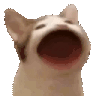 cat.gif