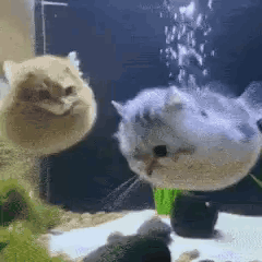 water-cat.gif