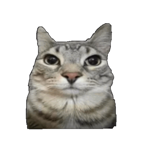 قط-رصاصي.gif