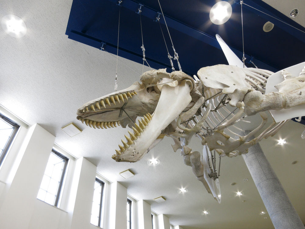 オホーツクミュージアムえさし