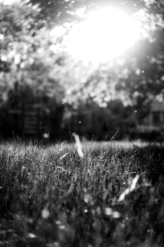 Pollen-heavy summer meadow representing hay fever and seasonal allergy treatment at Haus of Ästhetik, Bakewell.