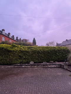 Conifer hedge