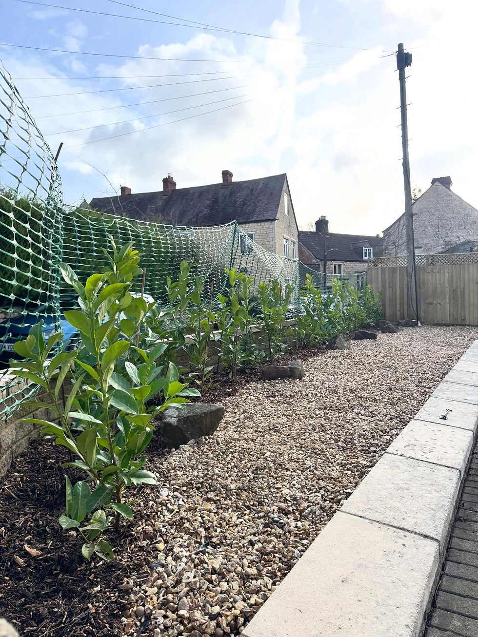 Laurel hedge