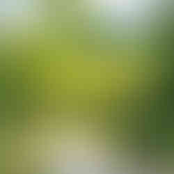 Bright, lush greenery lining a clean stone pathway on a sunny day