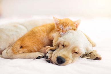 iStock-1212660285.jpg