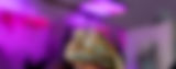 uv_reptilien.jpg