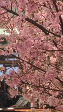 Cherry blossom