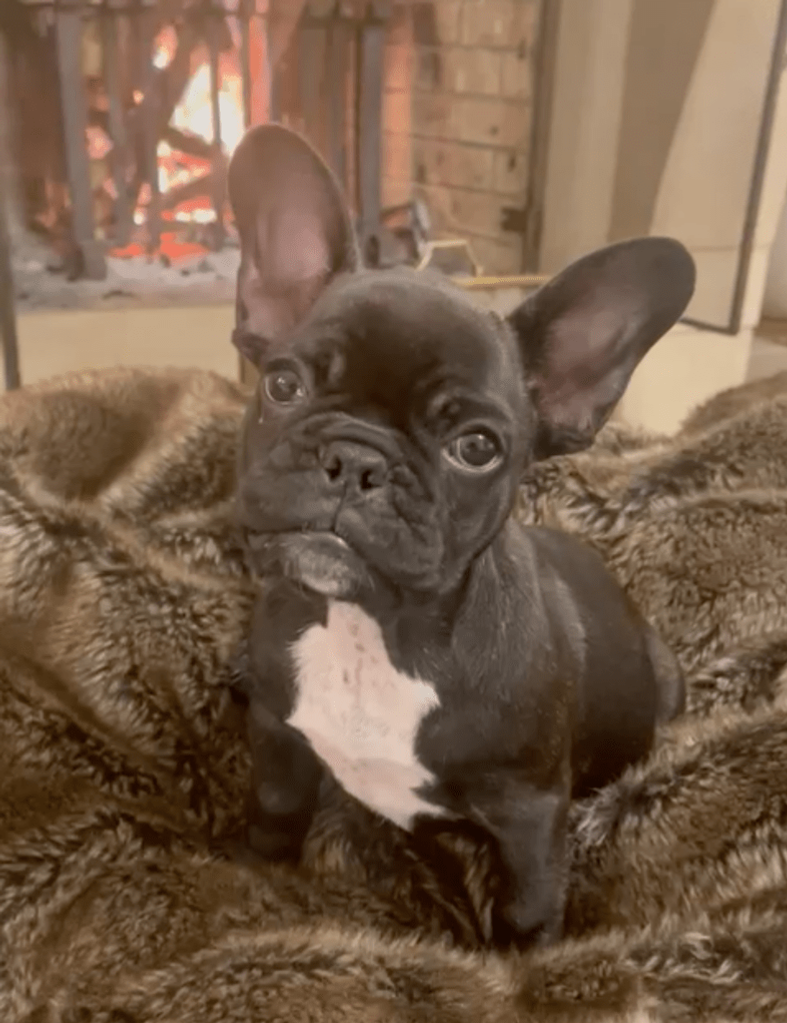 Meet Louis