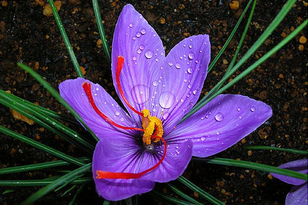 crocus.jpg