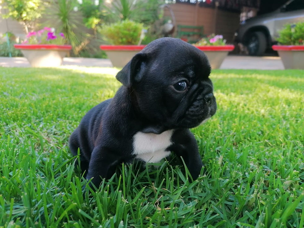 Louis as a little little baby, sent to me the first few weeks of his life