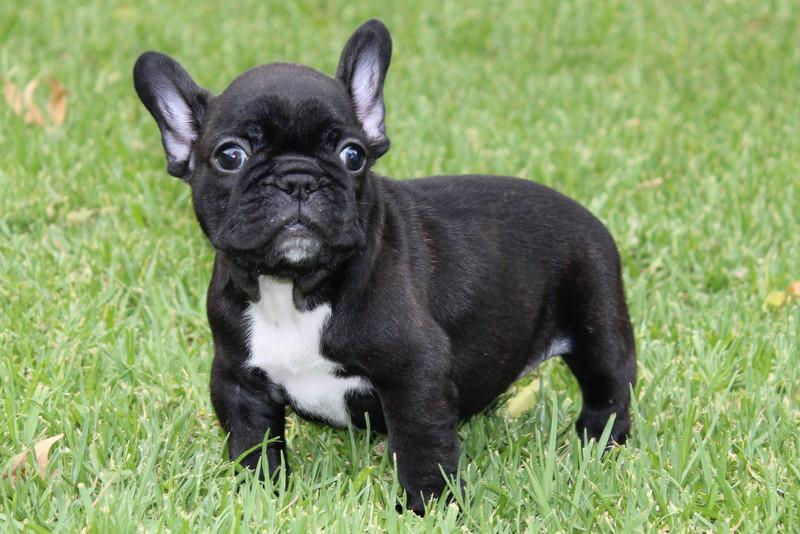 He reached a crucial milestone, this was the day his little ears stood up