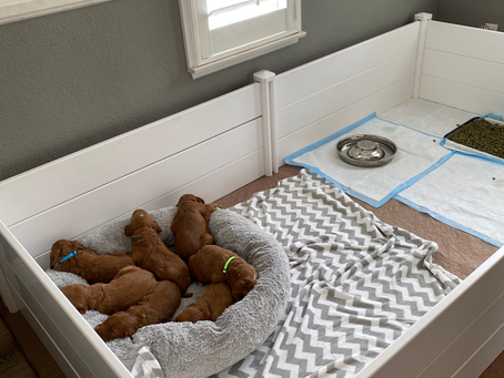 Our whelping room- This is where the puppies live