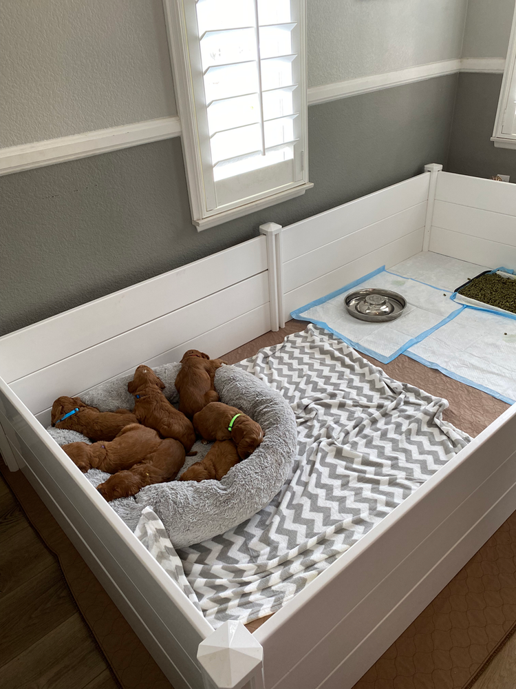 Our whelping room This is where the puppies live