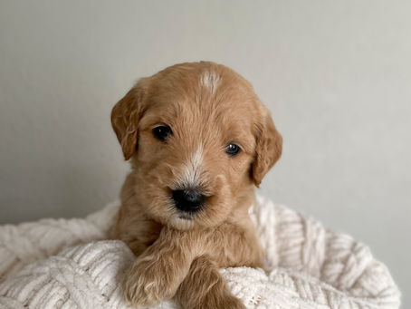 Meet our current litter of Goldendoodle puppies