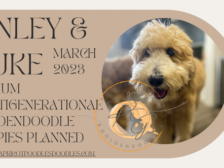 Finley & Duke bred!