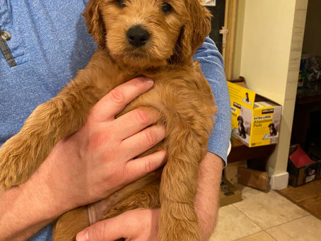 Future Litter Updates