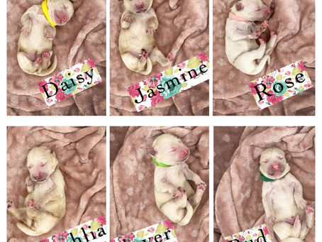 Waitlists open for THREE Goldendoodle litters