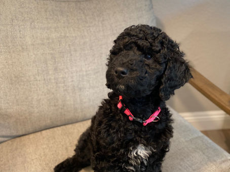 Female Goldendoodle available