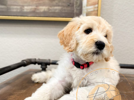 Puppy Available & 2023 Breeding plans