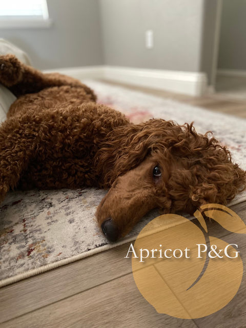 Apricot Poodles & Goldendoodles: A charming Goldendoodle enjoys the California sun, reflecting our commitment to happy, healthy Goldendoodles in Murrieta.