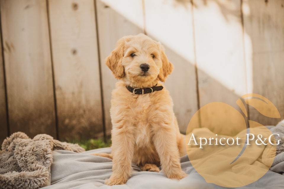 Apricot Poodles & Goldendoodles: A Goldendoodle's gentle nature shines through, reflecting the loving and nurturing environment we provide in Murrieta.