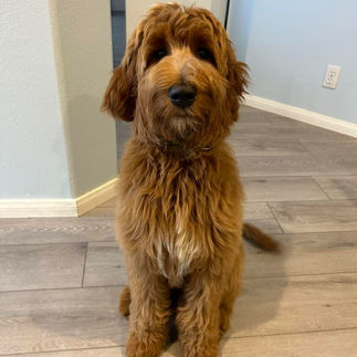 Red F1b Goldendoodle Toby from Scarlett & Duke's litter