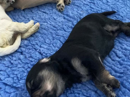 Lark's litter turns 2 weeks old!