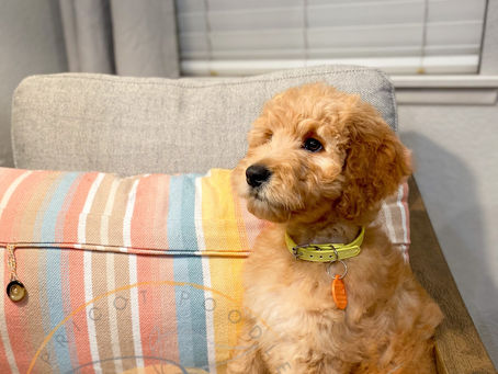 *Updated*Seeking Guardian home