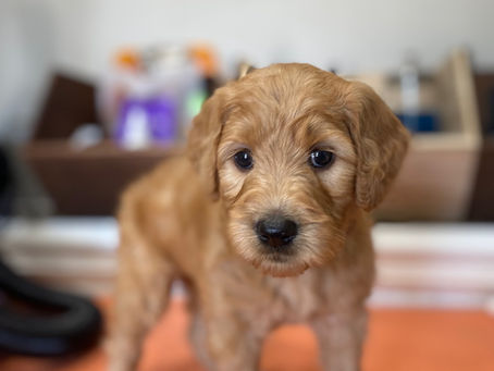 Puppy Pick Day tomorrow!