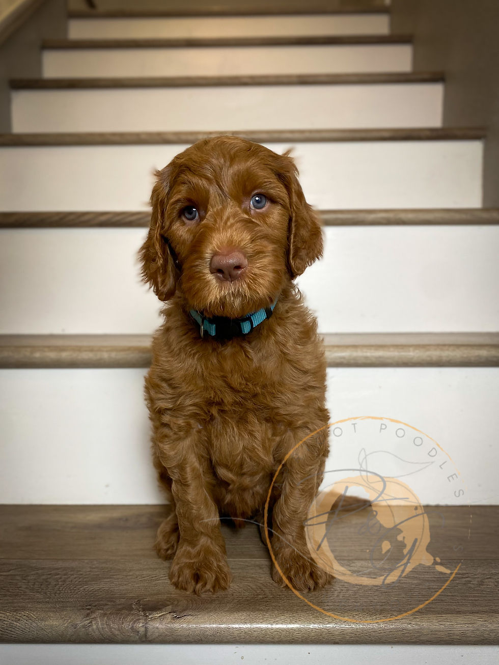 Goldendoodle Adoption