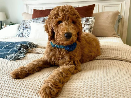 Scarlett & Duke are bred! Waitlist Open Availability for 2024 Goldendoodle puppies