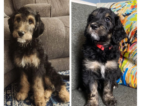 F1 Goldendoodle Priority Waitlist OPEN
