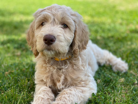 Litter #3 turned 12 weeks old yesterday!