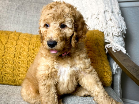 Female F1b standard Goldendoodle Available!