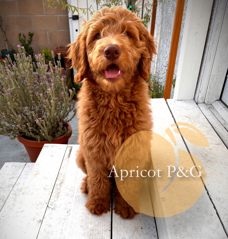 Apricot Poodles & Goldendoodles: A playful Goldendoodle puppy explores our sunny Murrieta, CA, premises, exemplifying the joy and curiosity our pups embody