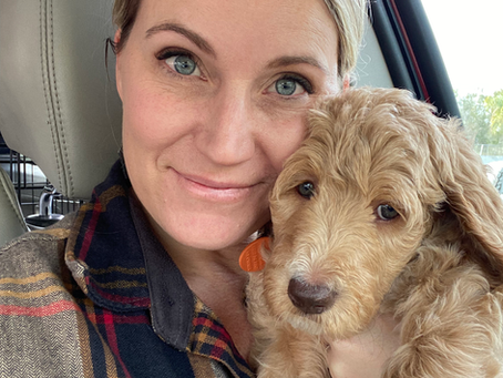 Male Goldendoodle Puppy Available