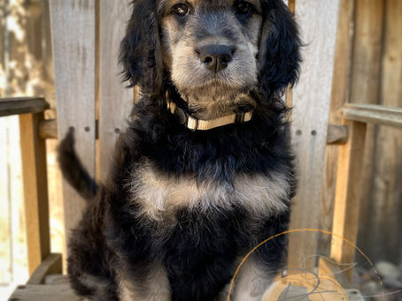 Available puppies & Future litters