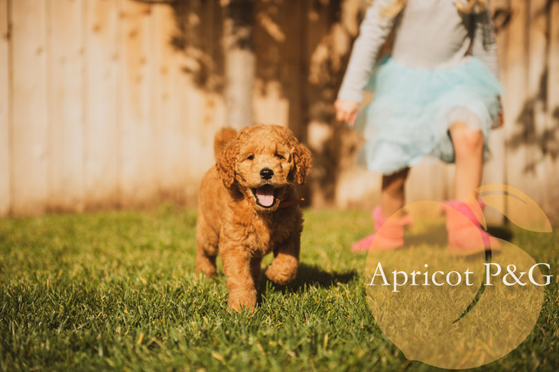 Golden Moments with Apricot Poodles & Goldendoodles: A Goldendoodle pup enjoys quality time with its family, a tribute to the bonds we help create in Murrieta.