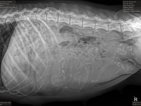Scarlett’s Xray confirmed 7 puppies expected *updated 1/24/23, all Priority spots reserved