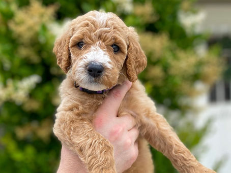 Female Goldendoodle Puppies Available