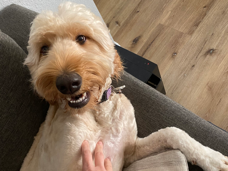 F1b Goldendoodles due in February