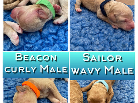 F1bb Goldendoodles available & Happy Birthday to the OG Penny & Tex litter