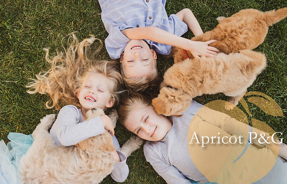 A snapshot of the Apricot Poodles & Goldendoodles family, dedicated to providing furry companions for your family.