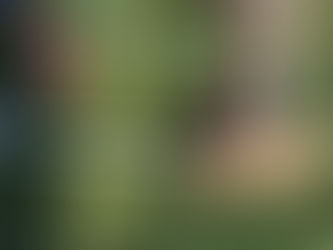 First time outside for our 4 week old Goldendoodles