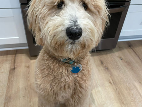 Multigenerational Goldendoodle Litter