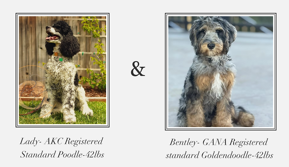 Exciting New Litter of Parti and Merle Goldendoodles from Lady and Bentley Coming Soon
